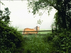 “Лошадь в тумане” – Анимированная Заставка