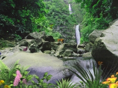 “Водопад в джунглях” – Анимированная Заставка
